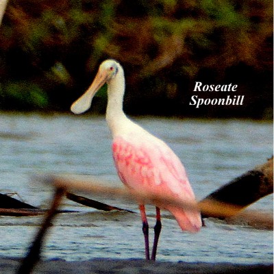 Roseate Spoonbill